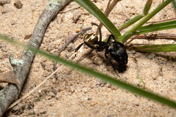 Black ant walking on sand