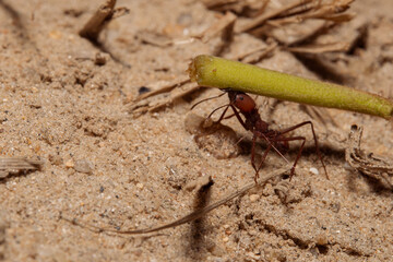 Red ant carryng piece of grass