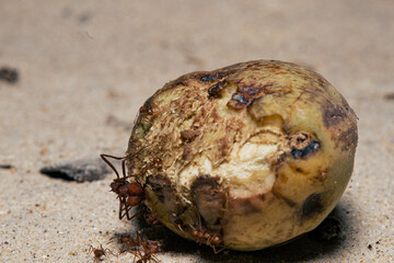 Red ants biting on seed