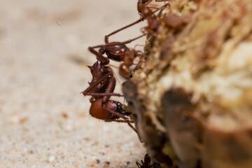 Red ant biting on seed close up
