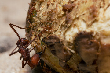 Red ant biting on seed
