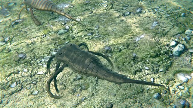
An animation of prehistoric Eurypterid Kokomopterus (Sea Scorpion) chasing Eurypterus away from a dead trilobite 418 million years ago. Eurypterids are extinct arthropod ancestors of spiders.