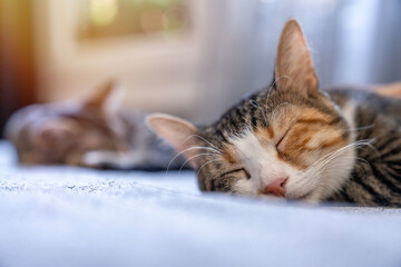 three color cat portrait. Muzzle of a 3 color fluffy cat close-up lying on the couch or sofa or bed. black background. big eyes. copy space. pet ownership, pet friendship concept. Pet portrait.