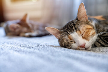 three color cat portrait. Muzzle of a 3 color fluffy cat close-up lying on the couch or sofa or bed. black background. big eyes. copy space. pet ownership, pet friendship concept. Pet portrait.