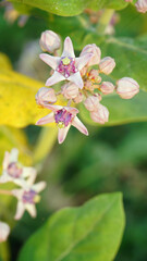 Purple Crown Flower, Calotropis gigantea budding and blooming, focus selected with natural blurred background