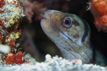 Eel during a scuba dive on a tropical reef in Kona Hawaii