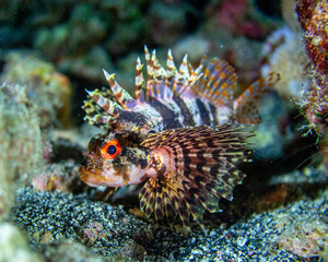 Lionfish on a tropical reef during a scuba dive in Kona Hawaii