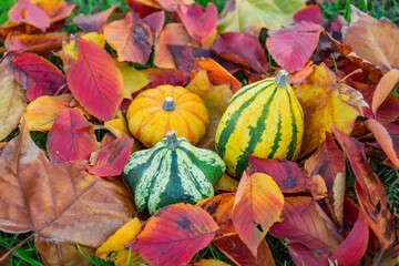 落ち葉に置かれたハロウィンのカボチャ