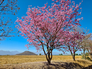Flowering pink ipe tree in northern Argentina