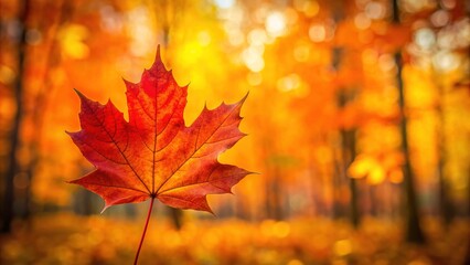 Fototapeta premium Vibrant orange and red maple leaf stands out against a blurred background of warm golden hues, capturing the essence of autumn's foliage splendor.
