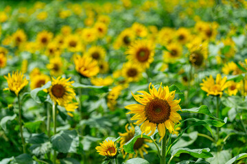 Obraz premium 夏の花のある風景