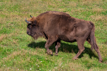 European bison, Bos bonasus, Poland - a species of placental mammal from the family Bovidae, order Artiodactyla. The bison is the largest land mammal in Europe