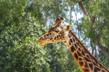 A head an neck of a young African giraffe with trees in the background.
