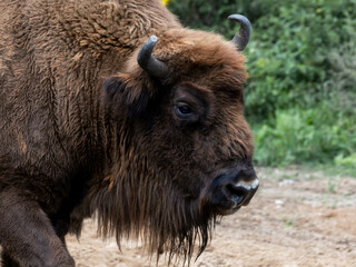 European bison, Bos bonasus, Poland - a species of placental mammal from the family Bovidae, order Artiodactyla. The bison is the largest land mammal in Europe