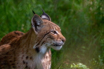 Lynx - a genus of predatory mammals from the subfamily Felinae within the family Felidae. Body length 65–110 cm, tail length 5–23 cm; body weight 5–29 kg, males are about 25% larger