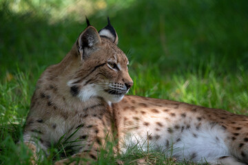 Lynx - a genus of predatory mammals from the subfamily Felinae within the family Felidae. Body length 65–110 cm, tail length 5–23 cm; body weight 5–29 kg, males are about 25% larger