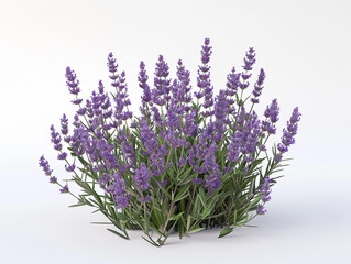 Fototapeta premium lavender flowers purple plant nature bloom floral greenery garden botanical natural herb fresh green leaves aromatic 