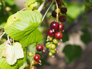 グースベリーの実のクローズアップ