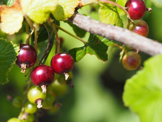 グースベリーの実のクローズアップ