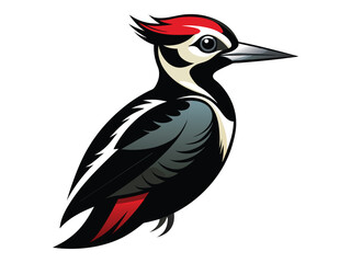 beautiful bird woodpecker A