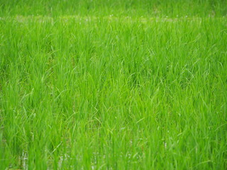 青々と伸びる植物