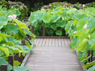 蓮の花の咲く池にかかる木道