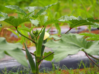 オクラのクローズアップ