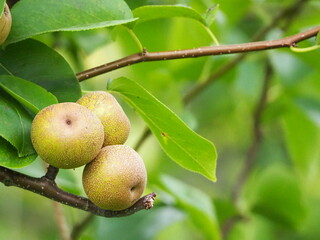 立派に実った梨