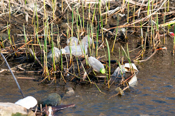 Plastic bottles dumped in a river 