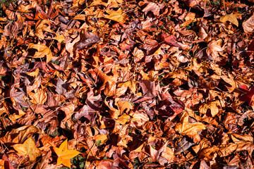 Autumn background of a carpet of red and orange fallen leaves.