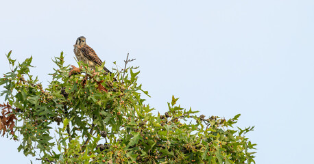 American kestrel perched a top a tree.