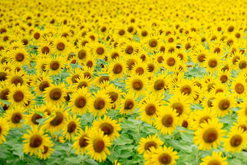 一面に咲き誇ったひまわり畑