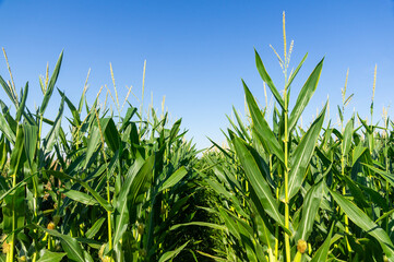 Obraz premium Extensive Rows of Corn Under a Clear and Sunny Sky.