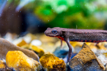 アカハライモリのマクロ