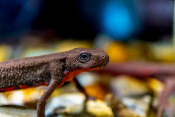 アカハライモリのマクロ