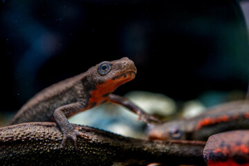 アカハライモリのマクロ