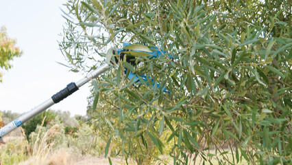 Pneumatic olive harvester in action 