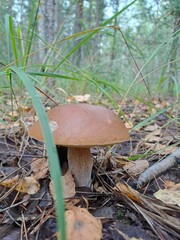 Лес, день, лето 