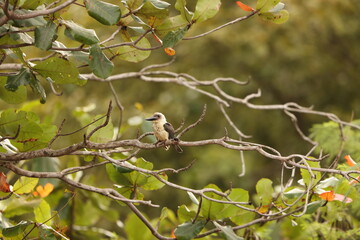 Great-billed kingfisher  (Pelargopsis melanorhyncha) in Tangkoko national park, Sulawesi, Indonesia 