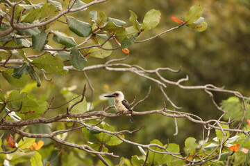 Great-billed kingfisher  (Pelargopsis melanorhyncha) in Tangkoko national park, Sulawesi, Indonesia 