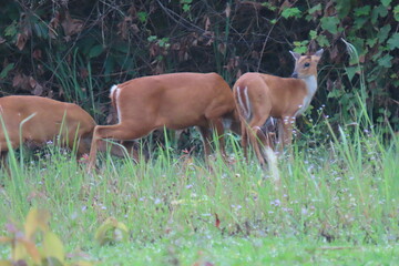 Common barking deer, Red muntjac