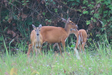 Common barking deer, Red muntjac