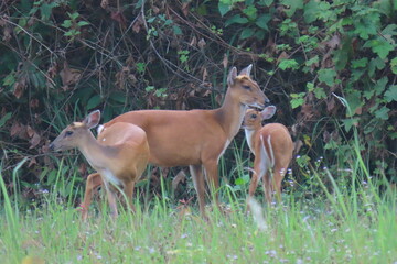 Common barking deer, Red muntjac