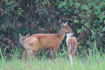 Common barking deer, Red muntjac