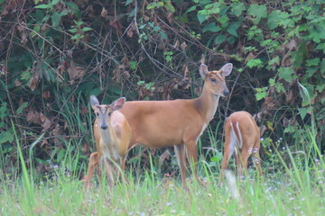 Common barking deer, Red muntjac