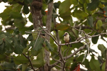 Great-billed kingfisher  (Pelargopsis melanorhyncha) in Tangkoko national park, Sulawesi, Indonesia 