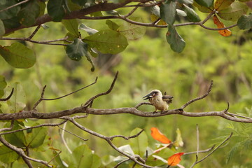 Great-billed kingfisher  (Pelargopsis melanorhyncha) in Tangkoko national park, Sulawesi, Indonesia 