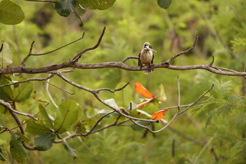 Great-billed kingfisher  (Pelargopsis melanorhyncha) in Tangkoko national park, Sulawesi, Indonesia 