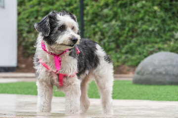 Fototapeta premium A beautiful pet puppy (Bordoodle)