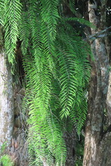 basket fern